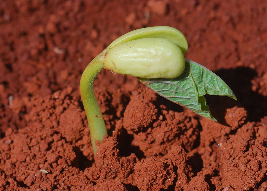 A potência do feijão em Goiás e o sufoco no campo — imagem secundária