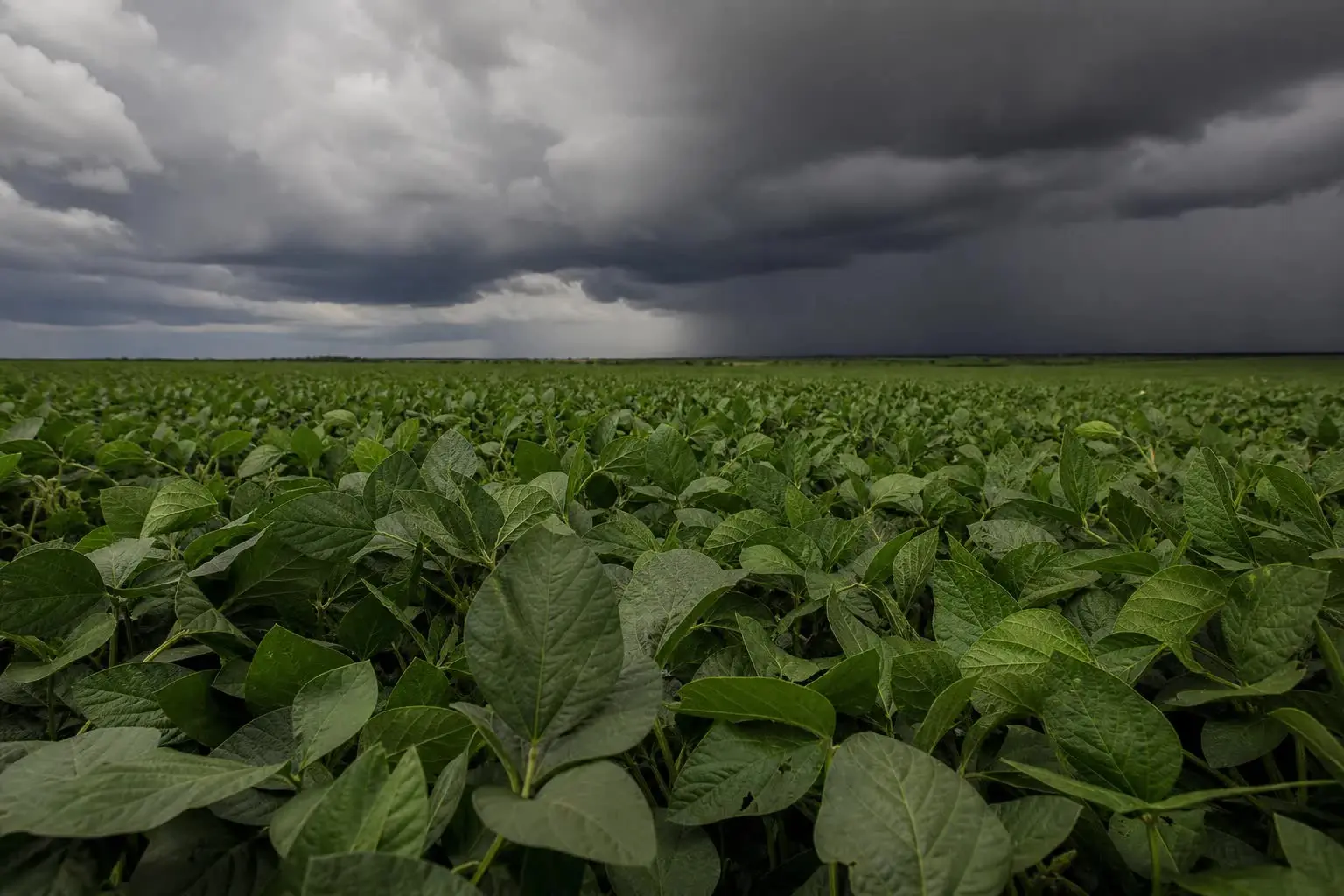 El Niño ameaça safra em Goiás e cobra respostas urgentes — imagem secundária