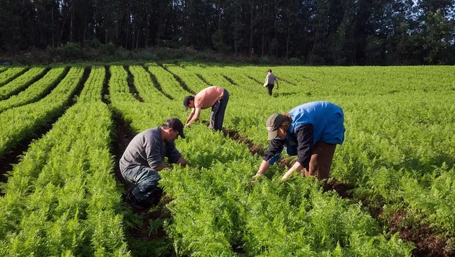 Agropecuária goiana cria mais de 8 mil vagas formais — imagem secundária
