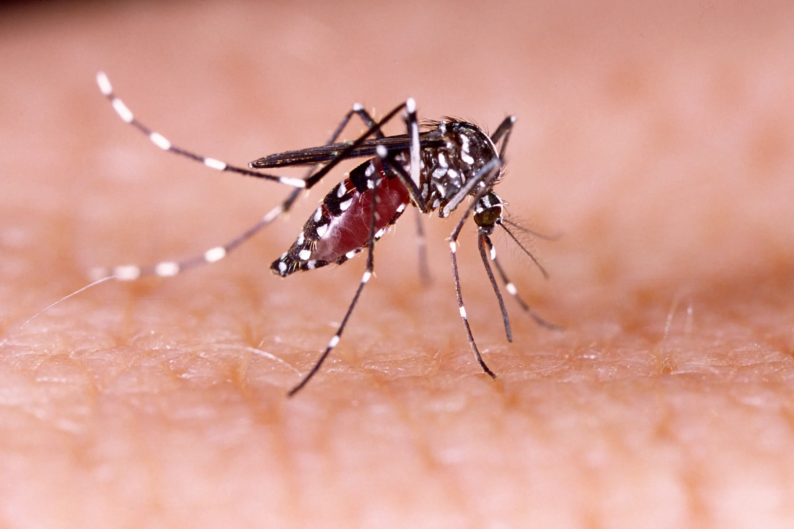 Casos de chikungunya crescem mais de 600% em Goiânia — imagem secundária